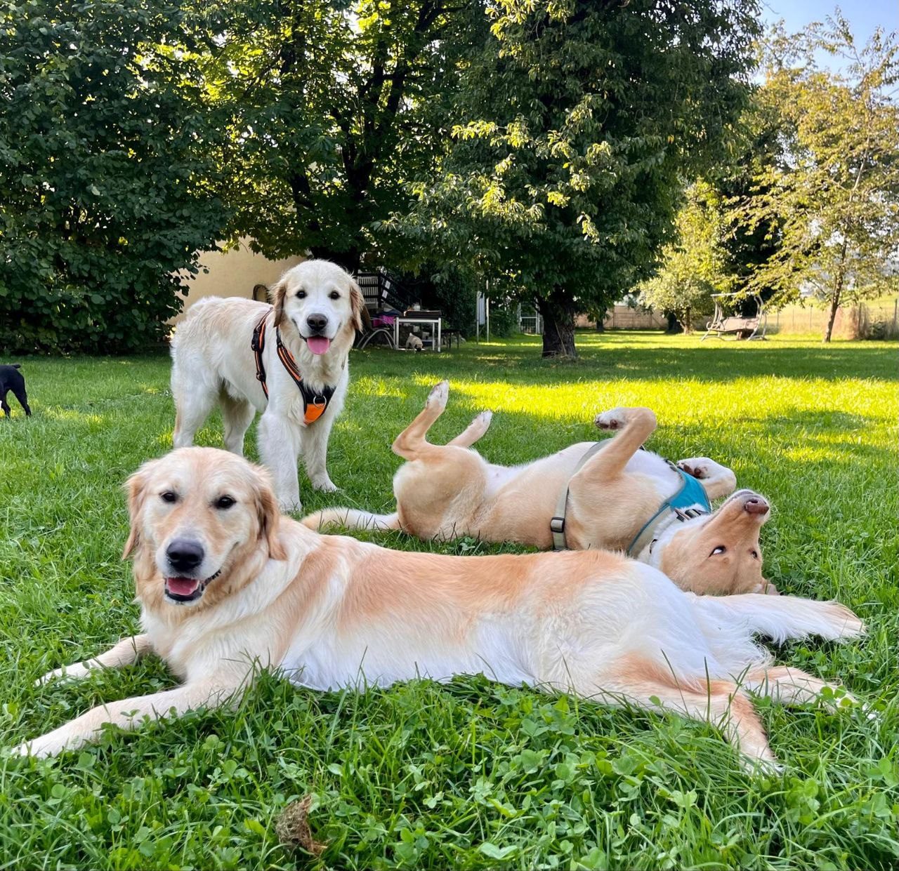 Golden Retriever entspannen auf der Wiese